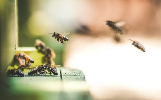 Who has the power to restore nature?